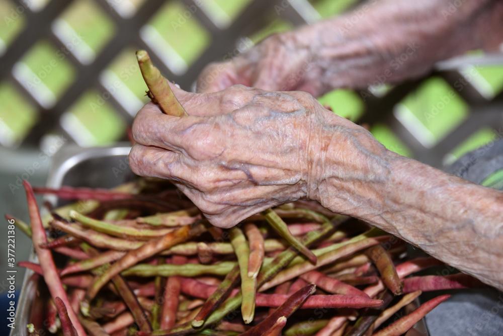 Hundred Year Old Hands Shelling Peas