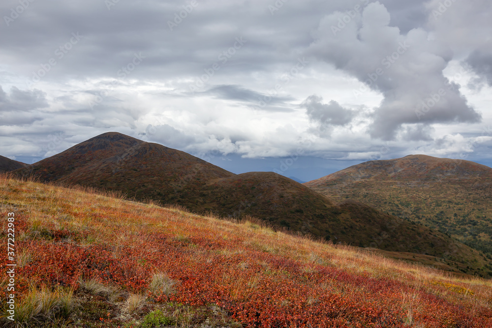 Colorful meadow fields on top of Nares Mountain during fall season. Located in Carcross, near Whitehorse, Yukon, Canada. Colorful meadow fields on top of Nares Mountain during fall season. Located in Carcross, near Whitehorse, Yukon, Canada.