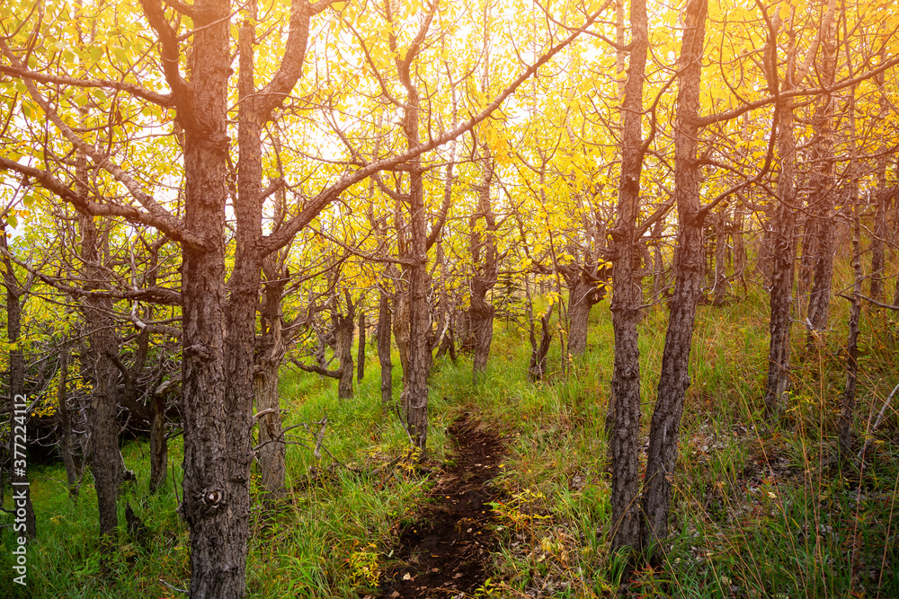 Fototapeta premium Beautiful View of Colorful Trees in the Forest during Fall Season. Taken near Whitehorse, Yukon, Canada.