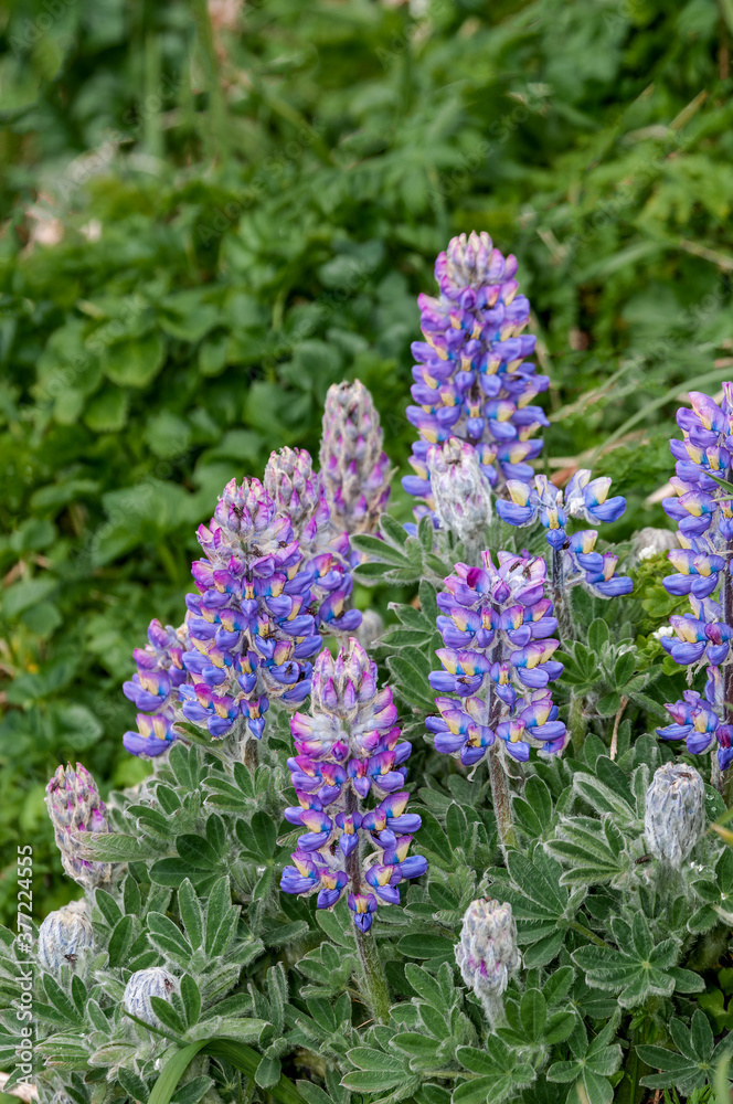 Nootka Lupine (Lupinus nootkatensis) at St. George Island, Pribilof Islands, Alaska, USA Nootka Lupine (Lupinus nootkatensis) at St. George Island, Pribilof Islands, Alaska, USA
