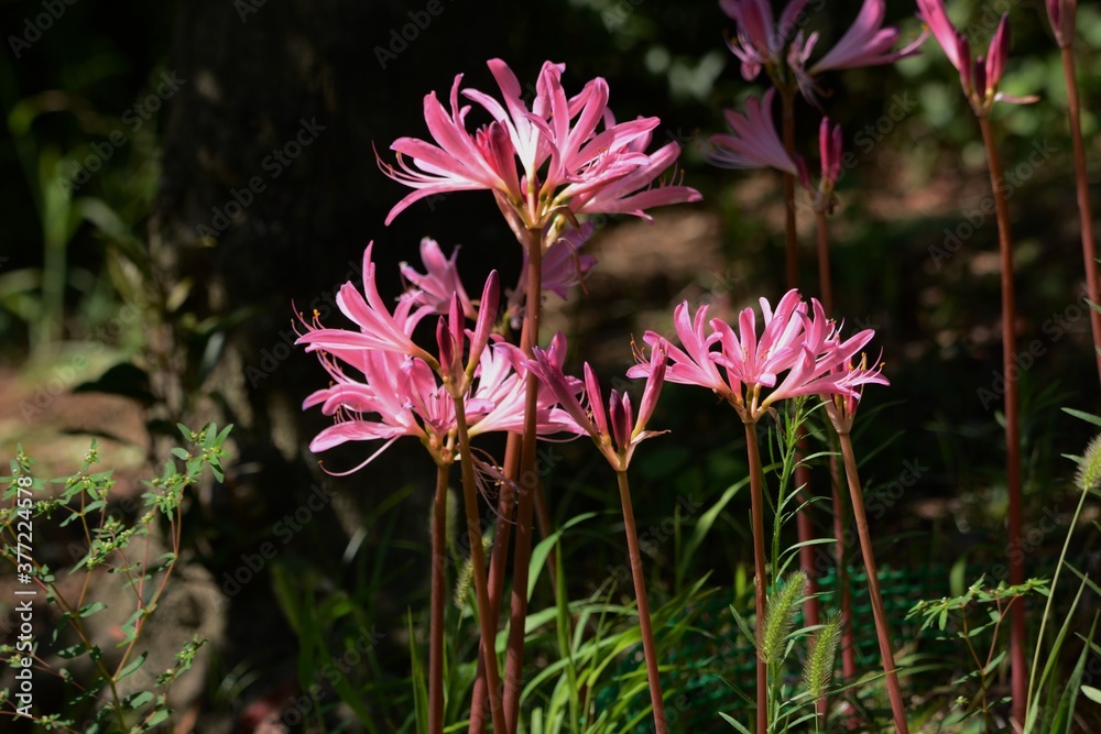 Fototapeta Lycoris (Hurricane lily) / Amaryllidaceae perennial bulbous plant