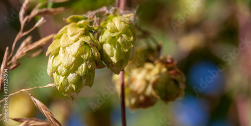 A sprig of a mature cereal plant on the background of a hop shoot with bumps covered in cobwebs in the autumn garden. Narrow focus.