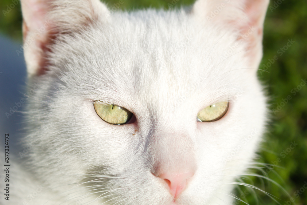 Close look of a white cat in the garden of a house in Brazil