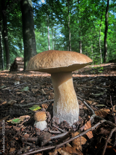 Fall. Mushroom in forest. Echten Drenthe Netherlands. Fungus. Boleet.