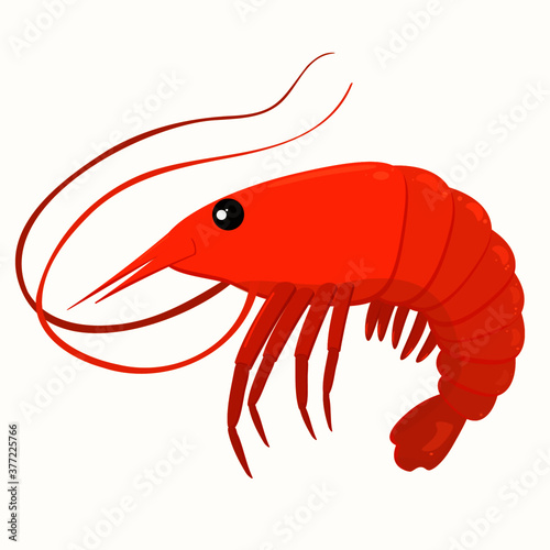 illustration of a pink ocean shrimp