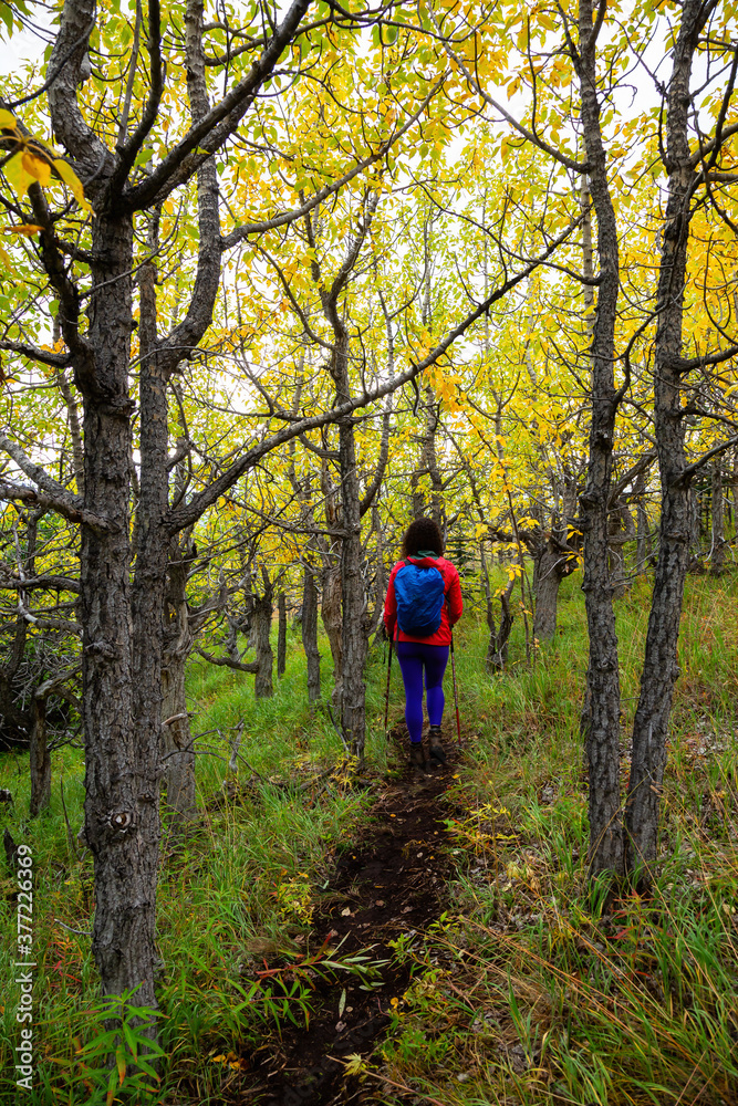 Adventurous Girl Hiking up in the beautiful forest up a mountain during fall season. Taken near Whitehorse, Yukon, Canada.