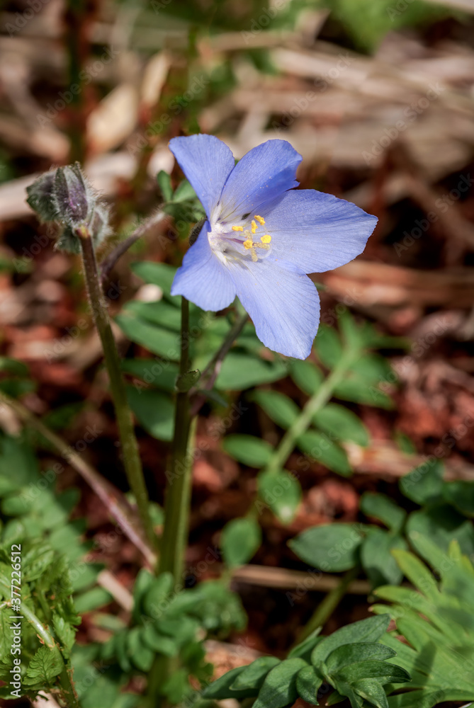 Tall Jacobs Ladder (Polemonium acutiflorum) at St. George Island, Pribilof Islands, Alaska, USA Tall Jacobs Ladder (Polemonium acutiflorum) at St. George Island, Pribilof Islands, Alaska, USA