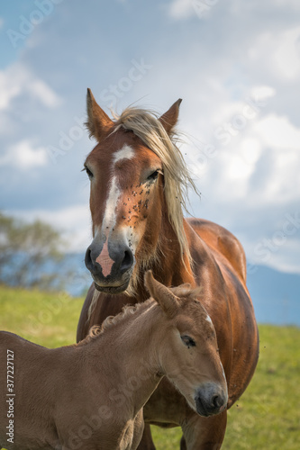 Fototapeta Naklejka Na Ścianę i Meble -  Mare and foal in the mountains meadow