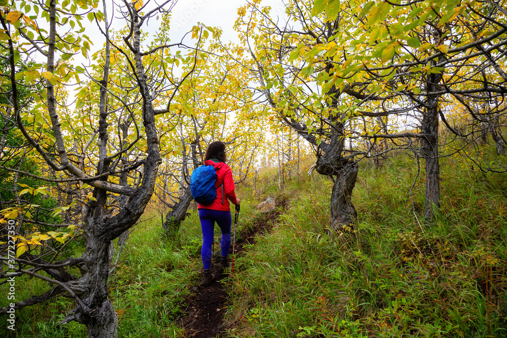 Adventurous Girl Hiking up in the beautiful forest up a mountain during fall season. Taken near Whitehorse, Yukon, Canada. Adventurous Girl Hiking up in the beautiful forest up a mountain during fall season. Taken near Whitehorse, Yukon, Canada.