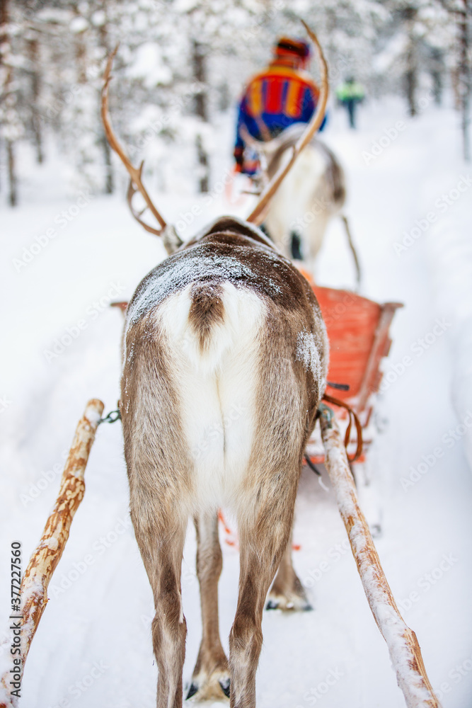 Reindeer safari Reindeer safari