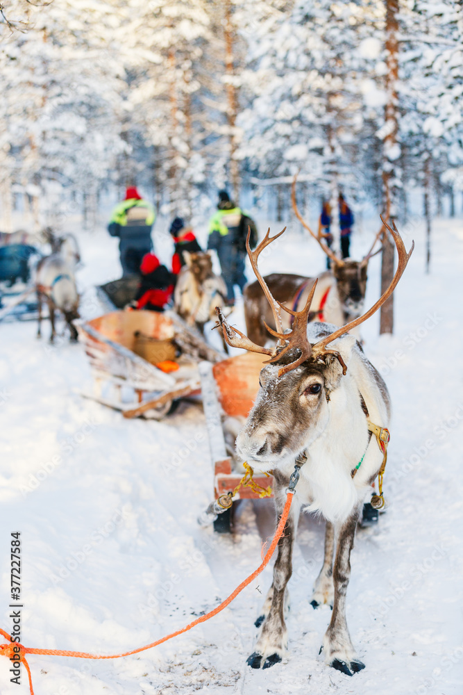 Reindeer safari Reindeer safari