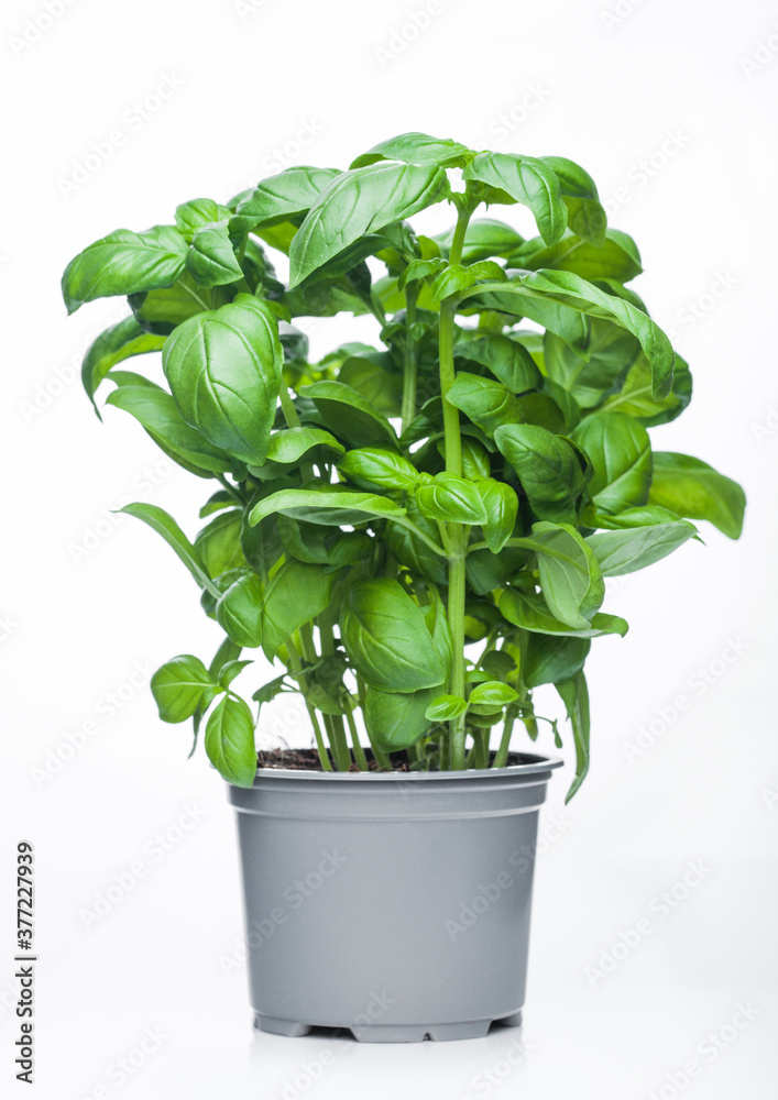 Fresh raw organic basil plant in bucket on white background. Fresh raw organic basil plant in bucket on white background.