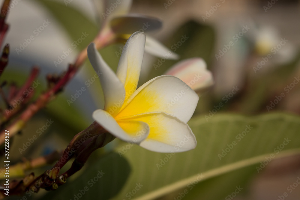 Obraz premium Flower