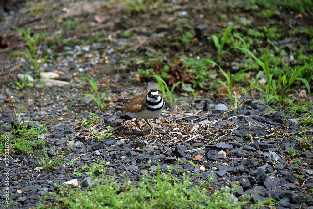 Fototapeta premium Killdeer Standing on Gravel
