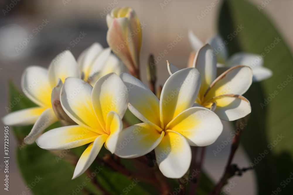Fototapeta premium Flower
