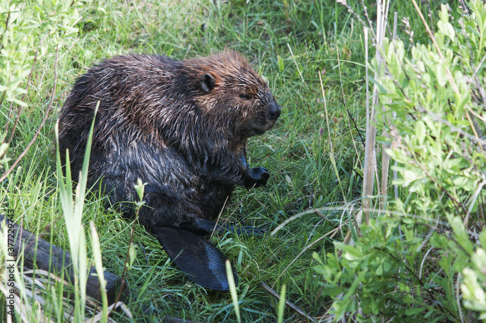 Beaver stock photos. Close-up profile view displaying brown fur, head, paws, tail and wet fur, foreground and background foliage in its habitat and environment. Image. Picture. Portrait. Beaver stock photos. Close-up profile view displaying brown fur, head, paws, tail and wet fur, foreground and background foliage in its habitat and environment. Image. Picture. Portrait.