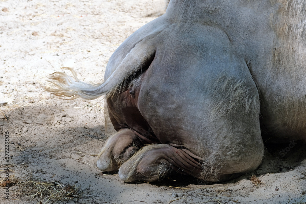 Lying camel's ass close-up. The camel lies on the sand, the rear part with a tail and legs. The back of a lying camel. Lying camel's ass close-up. The camel lies on the sand, the rear part with a tail and legs. The back of a lying camel.