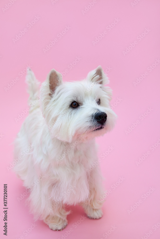 ウエストハイランドホワイトテリア