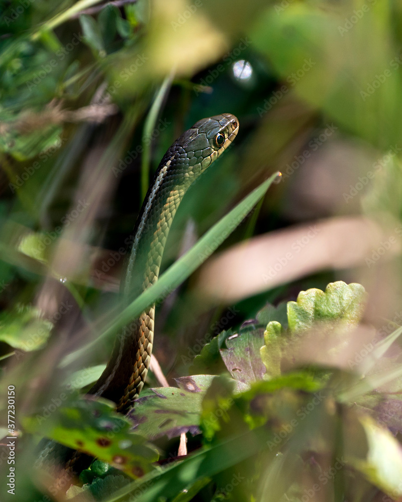 Snake Stock Photos. Snake head close-up profile view with foreground and background of foliage in its environment and habitat basking in sunlight. Image. Picture. Portrait. Snake Stock Photos. Snake head close-up profile view with foreground and background of foliage in its environment and habitat basking in sunlight. Image. Picture. Portrait.