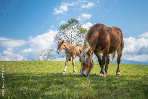 Mare and foal in the mountains meadow © Marc Andreu