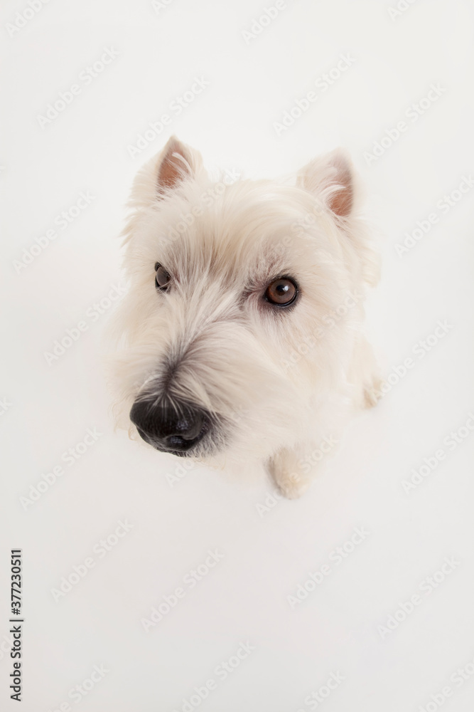 ウエストハイランドホワイトテリア