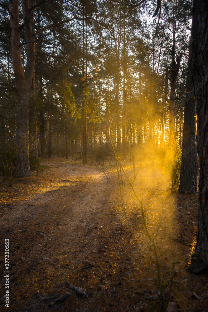 autumn in the forest