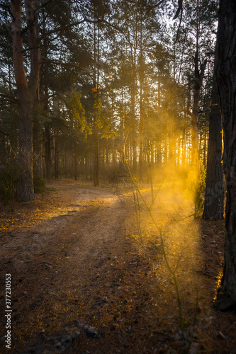 autumn in the forest