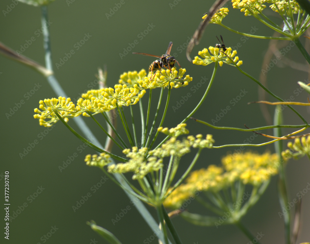 Fototapeta premium Wasps on wild fennel flowers.