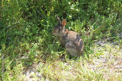 A rabbit sits by some bushes along on a hiking trail