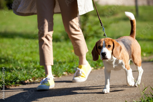 犬と散歩する女性 photo