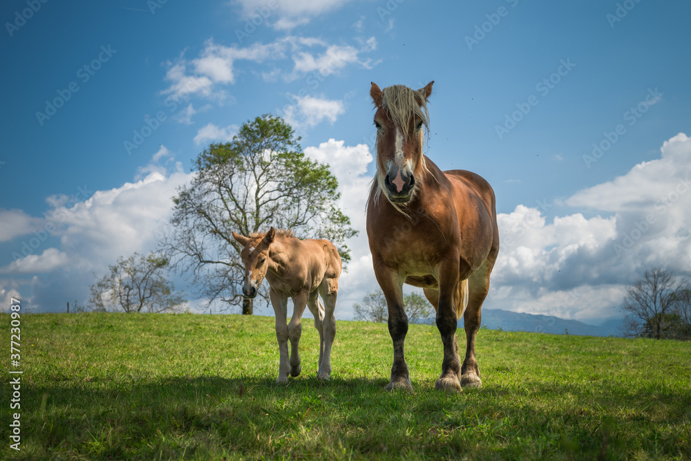 Mare and foal in the mountains meadow Mare and foal in the mountains meadow
