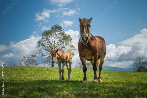 Mare and foal in the mountains meadow