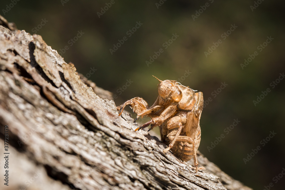Cicada Locust shell stuck on a pine tree Cicada Locust shell stuck on a pine tree