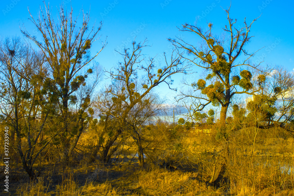 yellow autumn forest , nature landscape yellow autumn forest , nature landscape