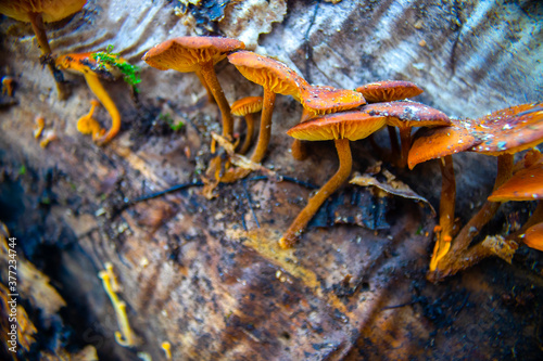 Winter mushrooms Flammulina velutipes on the trunk of a fallen tree. 