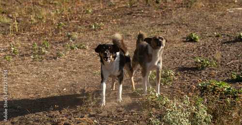 Fotografie Two rabid dogs throw themselves at the camera lens.