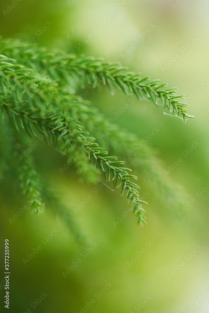 Close up macro shot of green nature plants