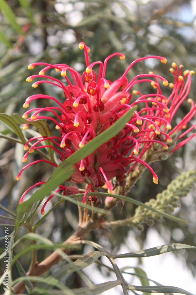 Grevillea banksii, known as red silky oak, dwarf silky oak, Banks