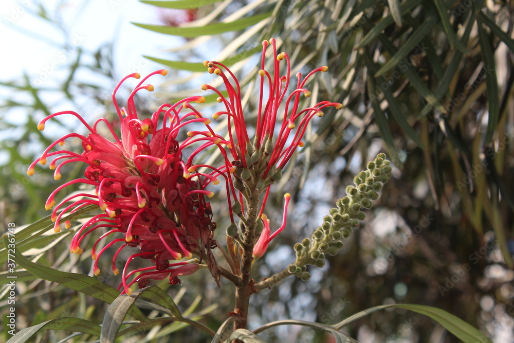Grevillea banksii, known as red silky oak, dwarf silky oak, Banks