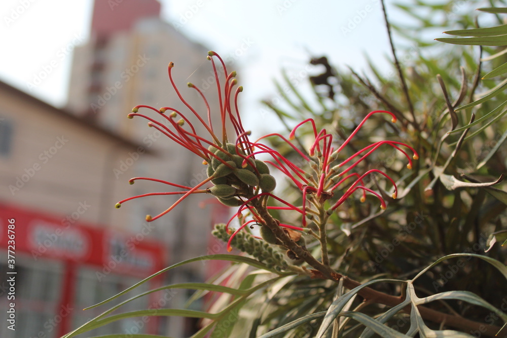 Grevillea banksii, known as red silky oak, dwarf silky oak, Banks' grevillea, Byfield waratah and, in Hawaii, Kahili flower or Kahili tree. Grevillea banksii, known as red silky oak, dwarf silky oak, Banks' grevillea, Byfield waratah and, in Hawaii, Kahili flower or Kahili tree.