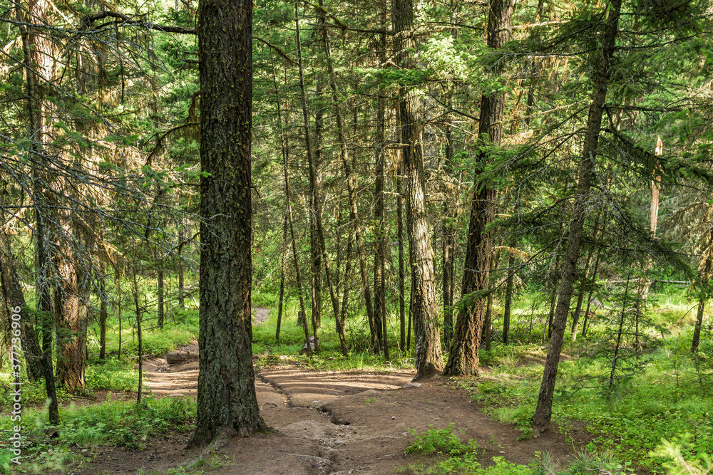 Empty hiking trail in the Paul Lake Provincial Park British Columbia Canada. Empty hiking trail in the Paul Lake Provincial Park British Columbia Canada.