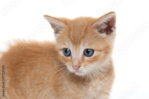 Cute yellow tabby kitten isolated on white © Tony Campbell