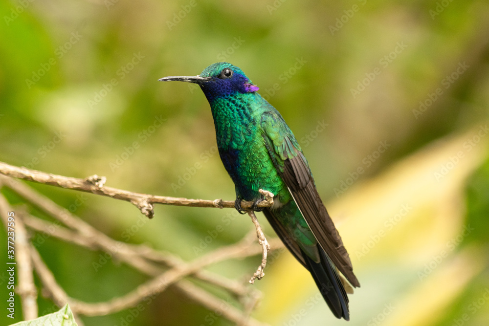 ave colibrí verde con azul sobre una rama