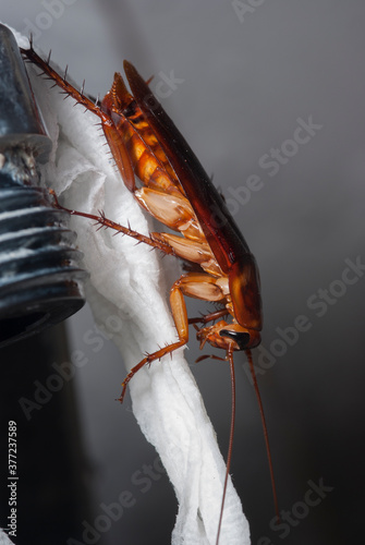 Cucaracha photo