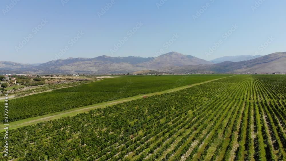 Aerial view of the vineyards in Montenegro. Drone shots beautiful green grape field with mountain landscape background. Aerial view of the vineyards in Montenegro. Drone shots beautiful green grape field with mountain landscape background.