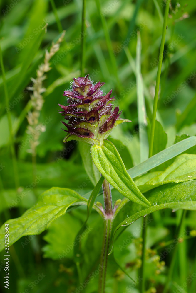 An immature Prunella Vulgaris or Self Heal, an edible plant with medicinal properties found throughout Europe. An immature Prunella Vulgaris or Self Heal, an edible plant with medicinal properties found throughout Europe.