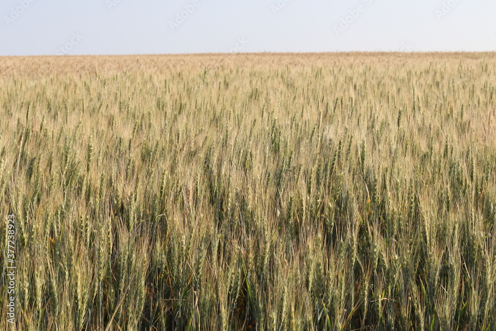 
wheat plantation