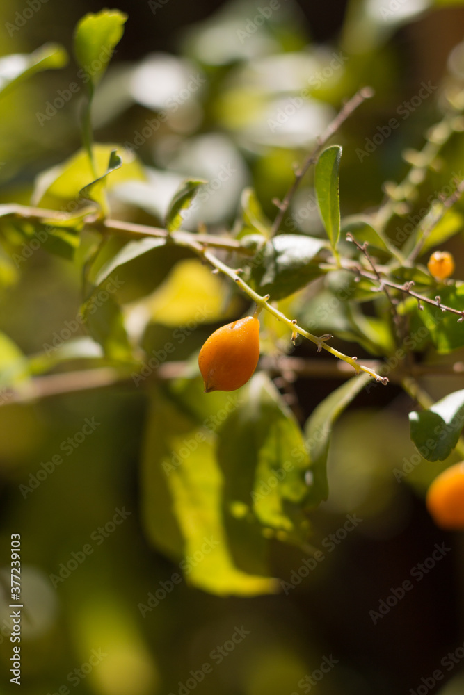 Selective focus of a small orange fruit on green plant. Soft and beautiful environment on sunny summer day with blur background.