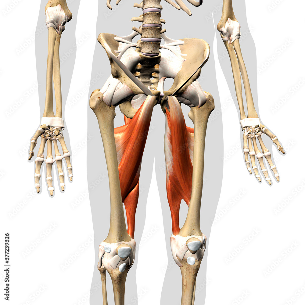 Male Hip Adductor Complex Muscles Anterior View Isolated on Human