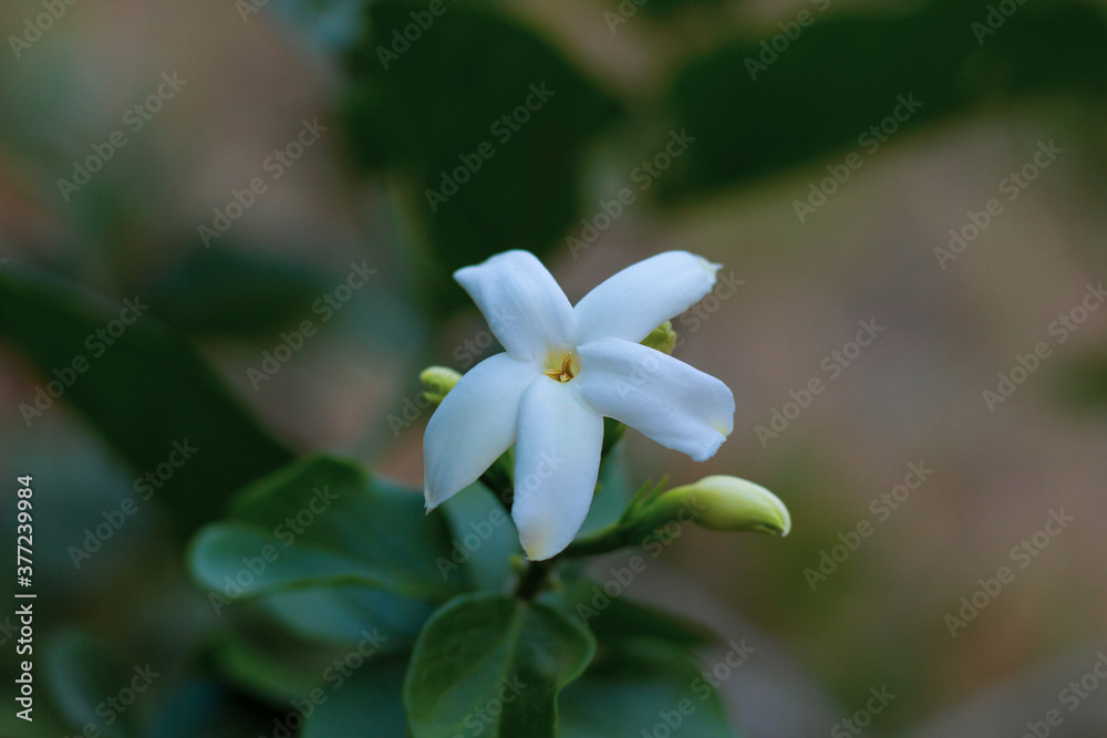 Fototapeta premium white flower head